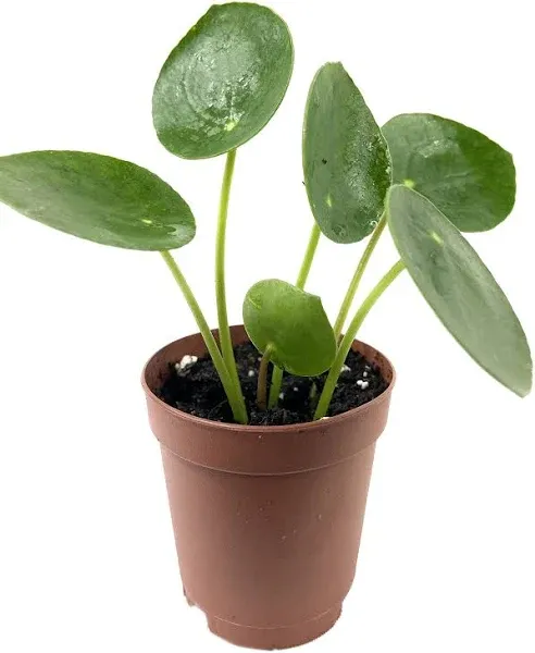 Chinese Money Plant - 3 Live Starter Plants - Pilea Peperomioides - Rare and Elegant Indoor Houseplant