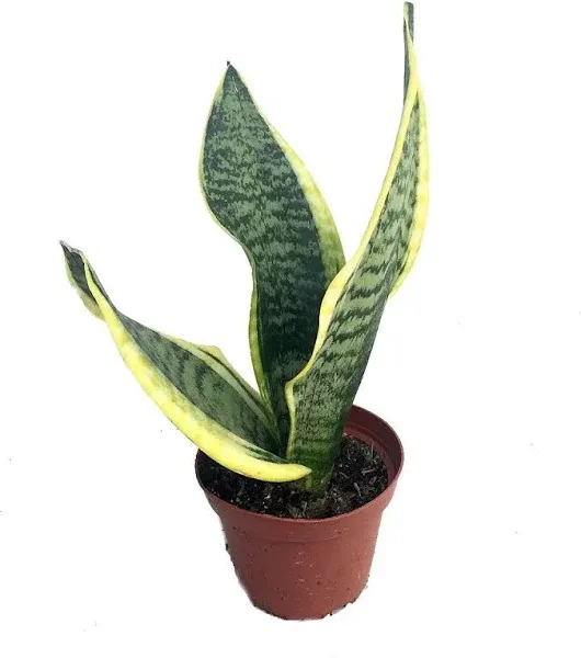 Futura Snake Plant Mother-In-Law's Tongue Barbershop Plant