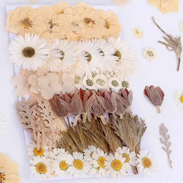 100 PCS Real Dried Pressed Flowers Leaves Natural Plant Colourful 100 