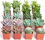 Shop Succulents Assorted Succulent Plant Pack Bulk Collection - Live Mini Succulent Plants, Low Maintenance, Mixture of Colors & Textures - Wedding