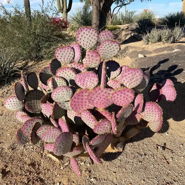 Cactus Outlet - Santa Rita Prickly Pear Cactus Plants Live - Live Cactus Plants - Santa Rita Cactus - Prickly Pear Plant Live - Landscape Ready Cactus Plants Live Delivered Right to Your Door