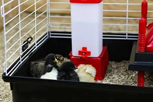 RentACoop Chick Waterer