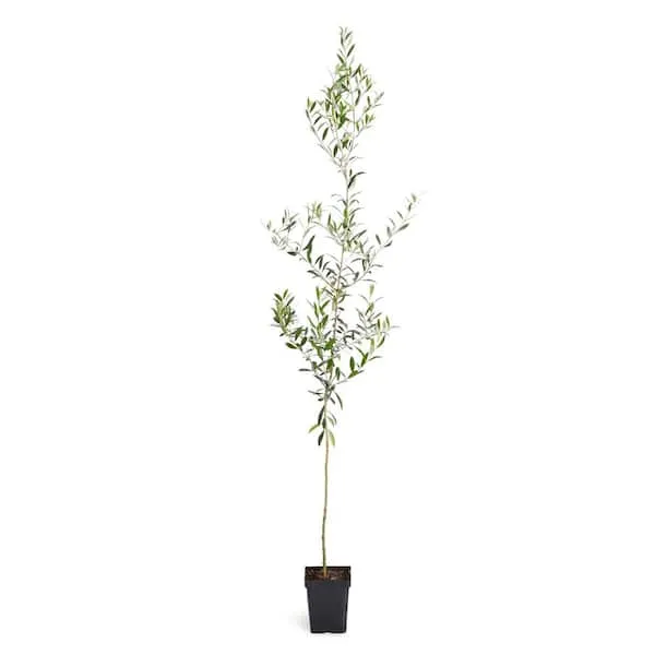 Arbequina Olive Tree