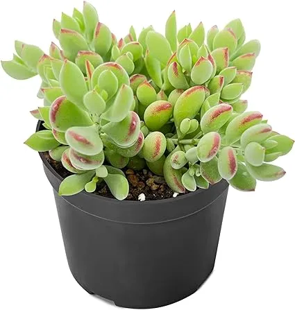 4" Cotyledon Pendens, Live Succulent Fully Rooted in Pots with Soil Mix, Rare House Plant for Home Office Wedding Indoor Outdoor Decoration, DIY Projects, Party Favor Gift