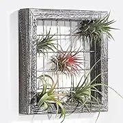 Air Plant Display Frame - Rectangle