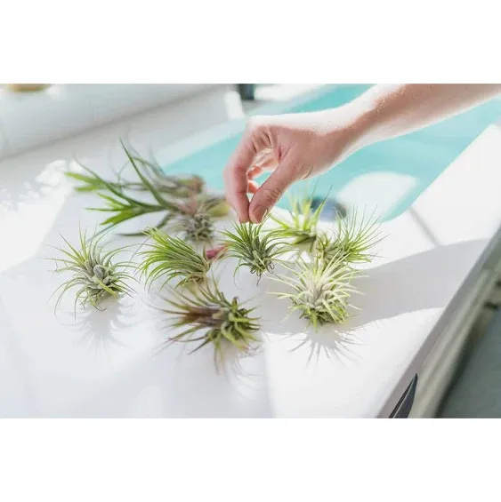 Grab Bag Pack Small & Medium Air Plants