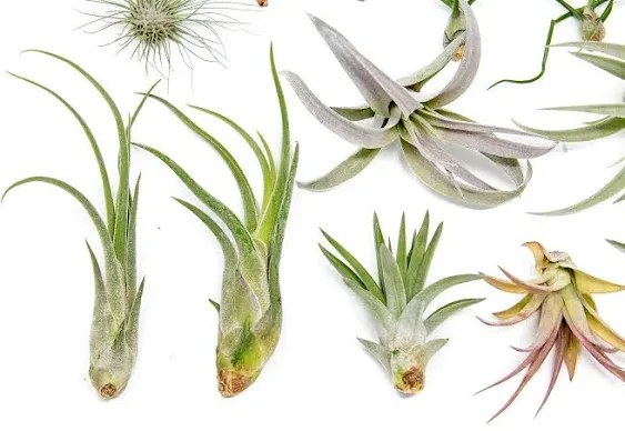 Tillandsia Air Plant Grab Bag of 10 Small & Medium Plants, Fertilizer & Air Plant Mister