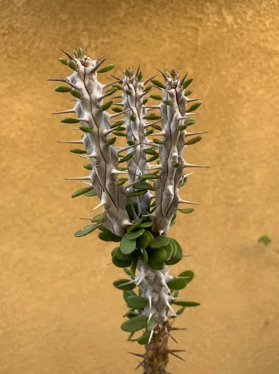 Alluaudia Procera Madagascar Ocotillo Succulent