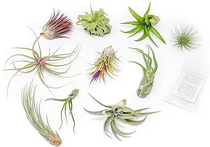 Grab Bag Pack Small & Medium Air Plants - Fertilizer Packet - Wholesale - Bulk - Live Tillandsia - Easy Care House Plant - Succulents, 10 Count (Pack of 1)