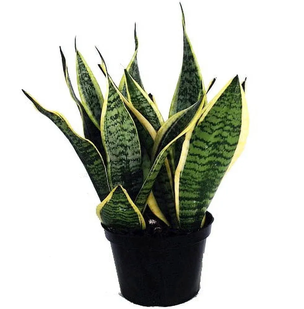 Futura Snake Plant, Mother-in-Law's Tongue, Barbershop Plant-Sanseveria - 6" Pot