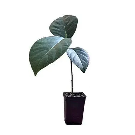 Jackfruit Artocarpus Heterophyllus Jack Fruit Seedling Plant Tree 8-13