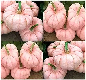 Big Pack - 30 Porcelain Doll F1 Pink Pumpkin Seeds - Rare Exotic for Fund Raising - Non-GMO Seeds by MySeeds.Co Big Pack - Porcelain Pink Pumpkin