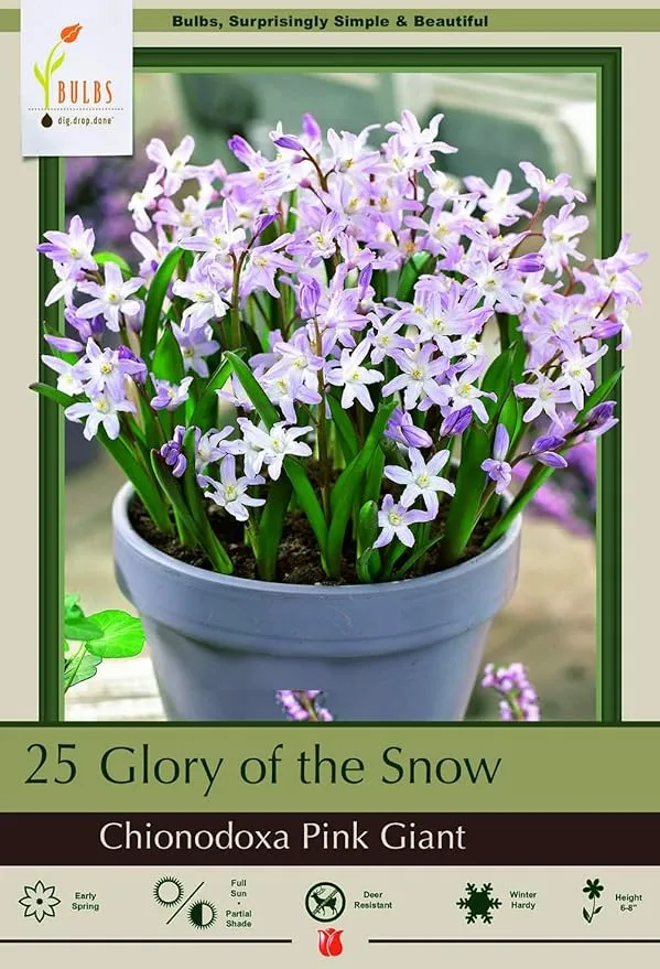 Hirts: Bulbs; Chionodoxa Pink Giant Glory of The Snow 25 Bulbs - Chionodoxa - 5/+ ...