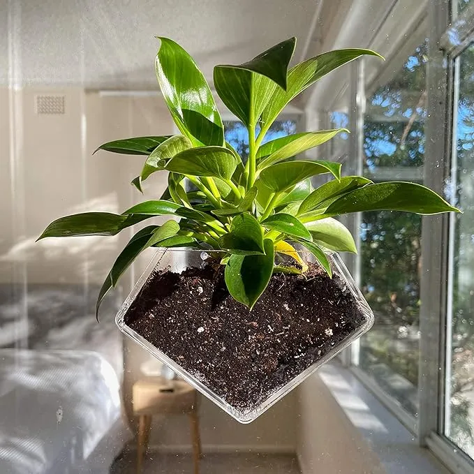 Suction Cup Window Planter