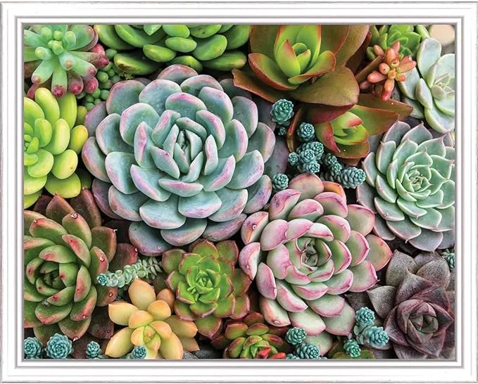 Sensitive Succulent Paint by Numbers Kit