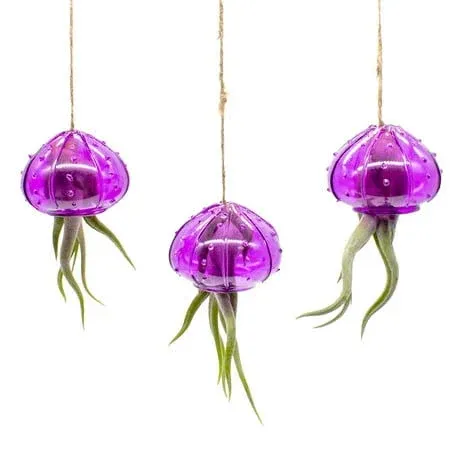 NW Wholesaler - Set of 3 Plum Glass Jelly Fish with Tillandsia Air Plant ...