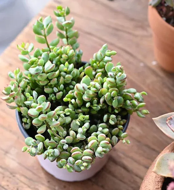 4” Rare Cotyledon Pendens Rare live succulent plant