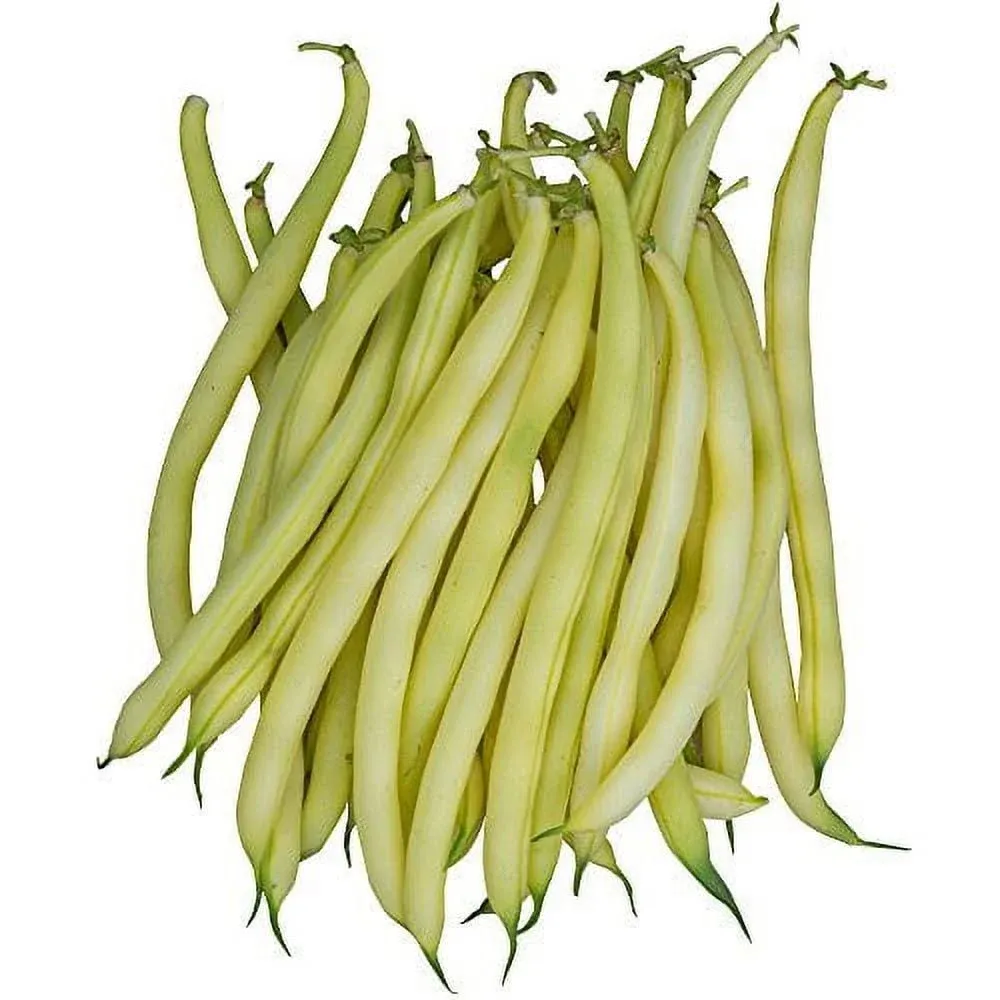 Burpee Gold Mine Bush Bean Seeds 2 Ounces of Seed