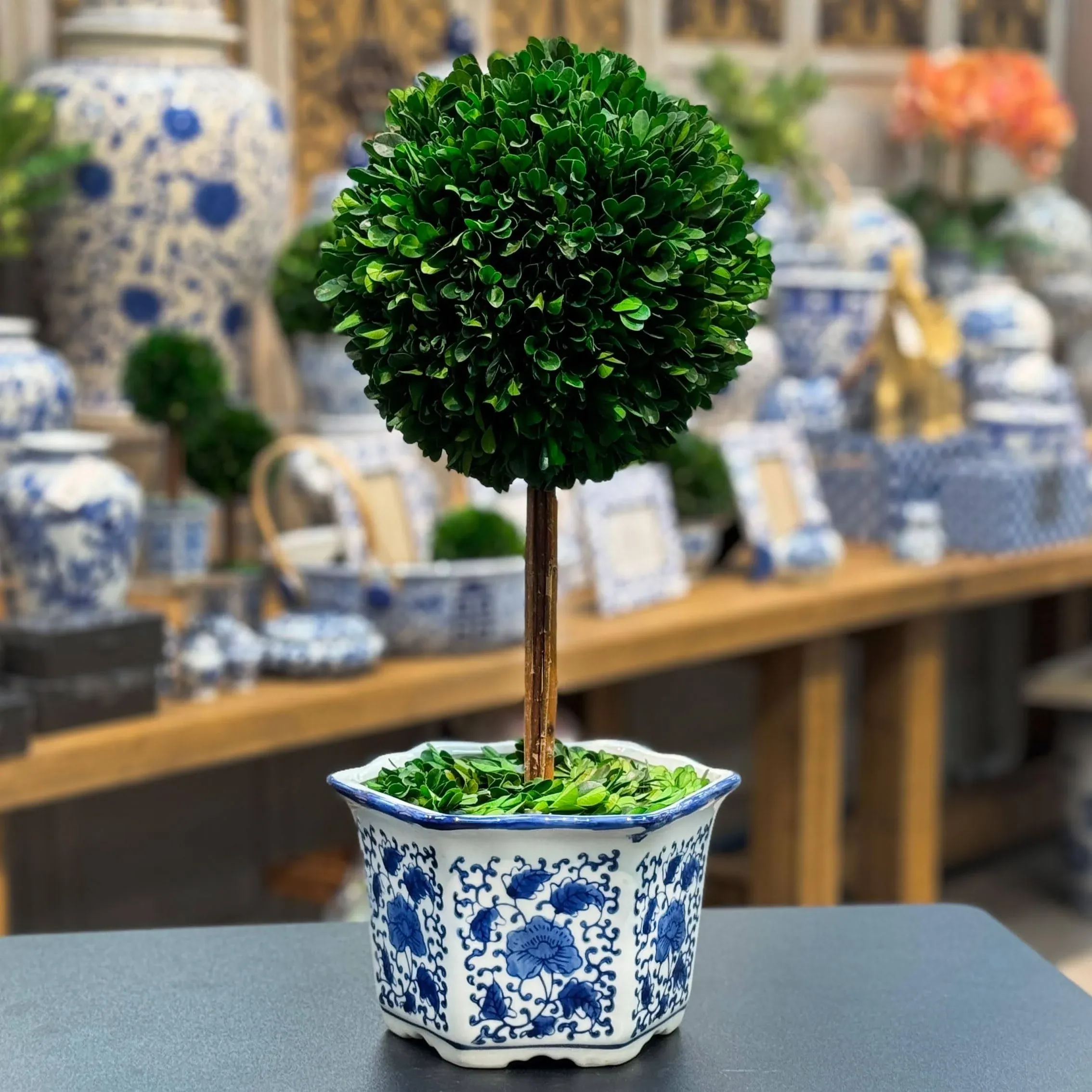 19" Naturally Preserved Boxwood Ceramic Pot Tree Topiary