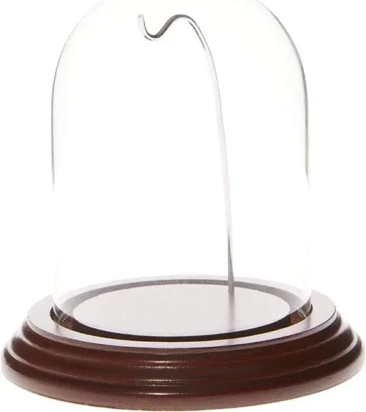 Plymor 3" x 4" Watch Glass Display Dome Cloche (Walnut Veneer Base & Silver Wire)