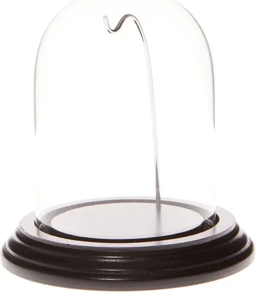 Plymor 3" x 4" Watch/Ornament Glass Display Dome Cloche (Black Wood Veneer Base ...