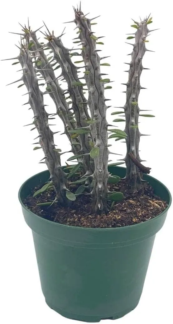 BubbleBlooms Madagascar Ocotillo (Madigascan) African Alluaudia procera, 4 inch White Cactus