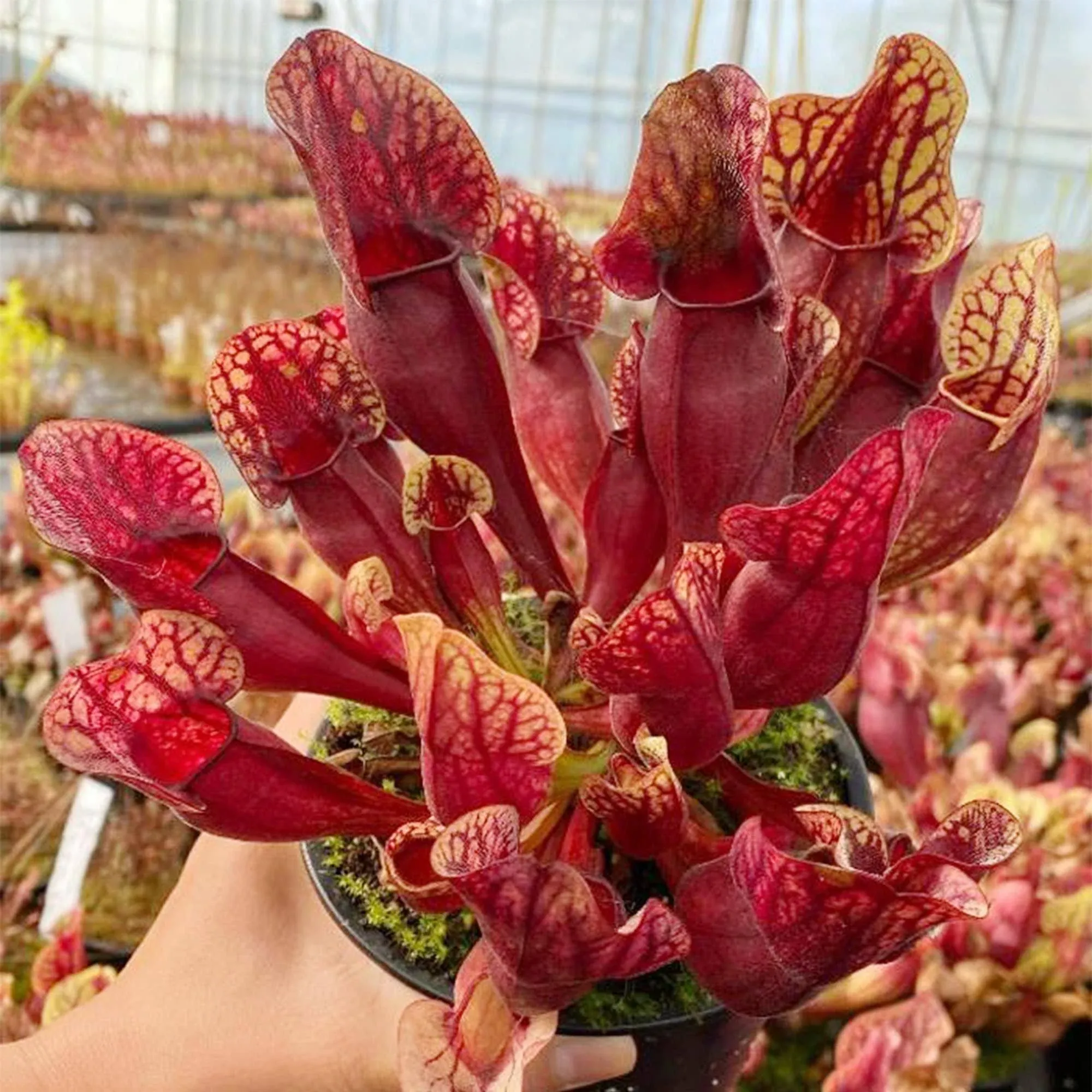 QAUZUY Garden- 25 Sarracenia Purpurea Seeds Purple Pitcher, Rare Tropical Exotic ...