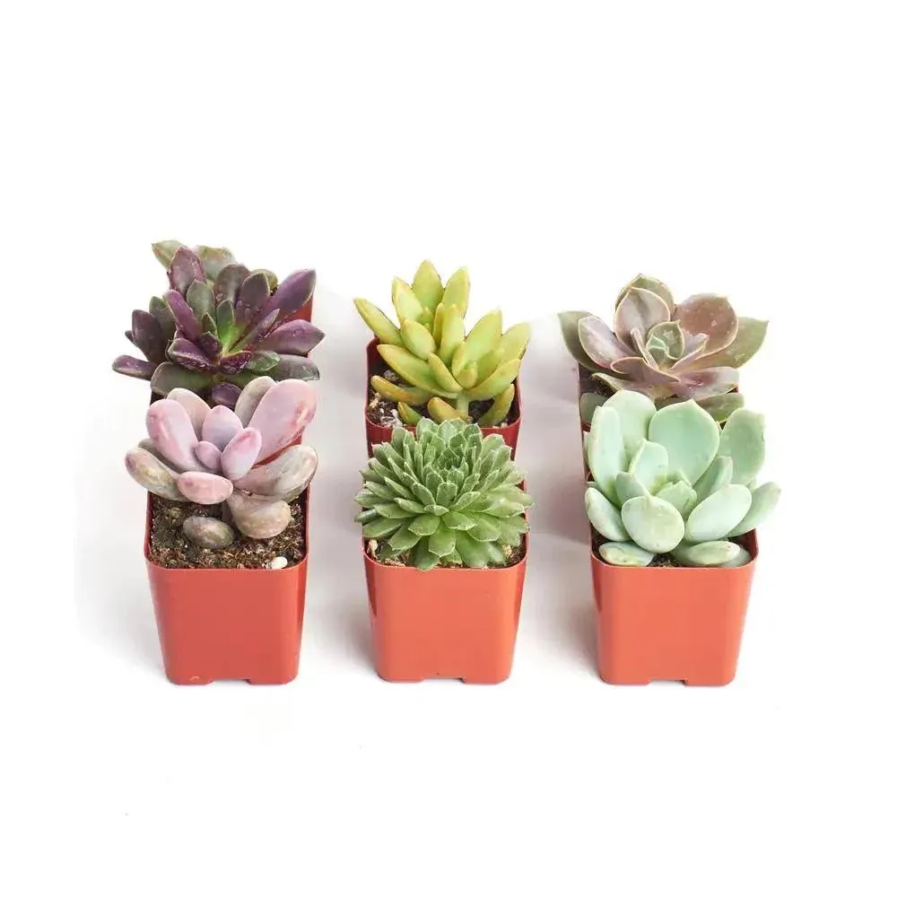 | Unique Collection of Live Succulent Plants, Hand Selected Variety Pack of Mini