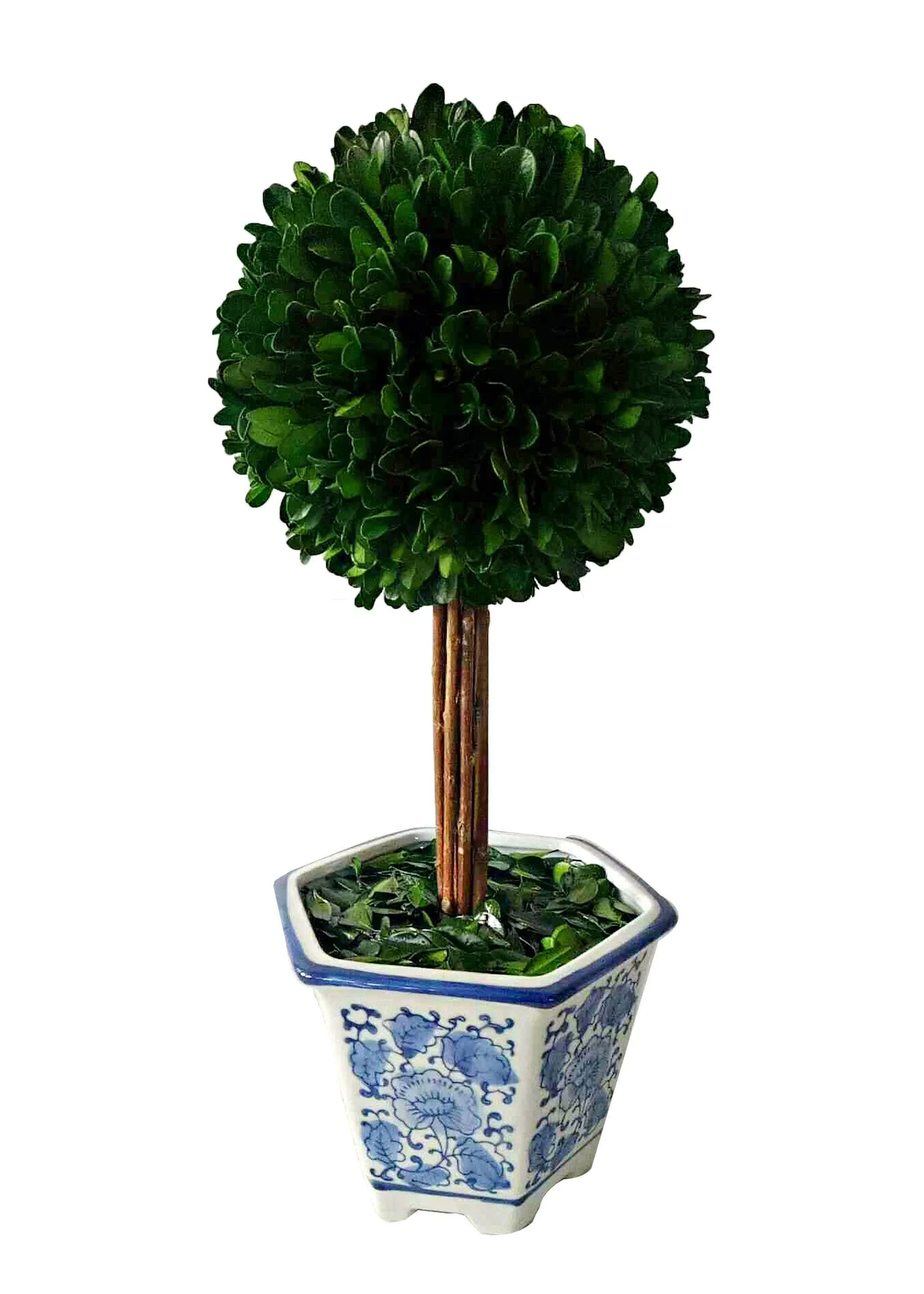 Galt International - Preserved Natural Boxwood Topiary Tree in Ceramic Pot - PLA