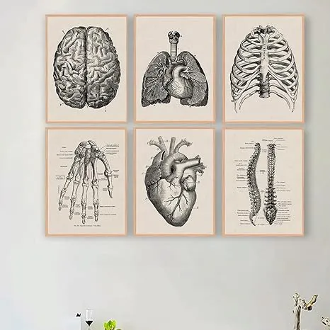 Ohhvvow Human Anatomy Artwork Medical Wall Picture Muscle Skeleton Vintage Poster ...