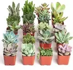 Shop Succulents Unique Succulent Plant Pack Bulk Collection - Live Mini Succulent Plants, Low Maintenance, Exceptional Colors & Textures - Wedding and Party Favors, Gift & Garden, Pack of 20