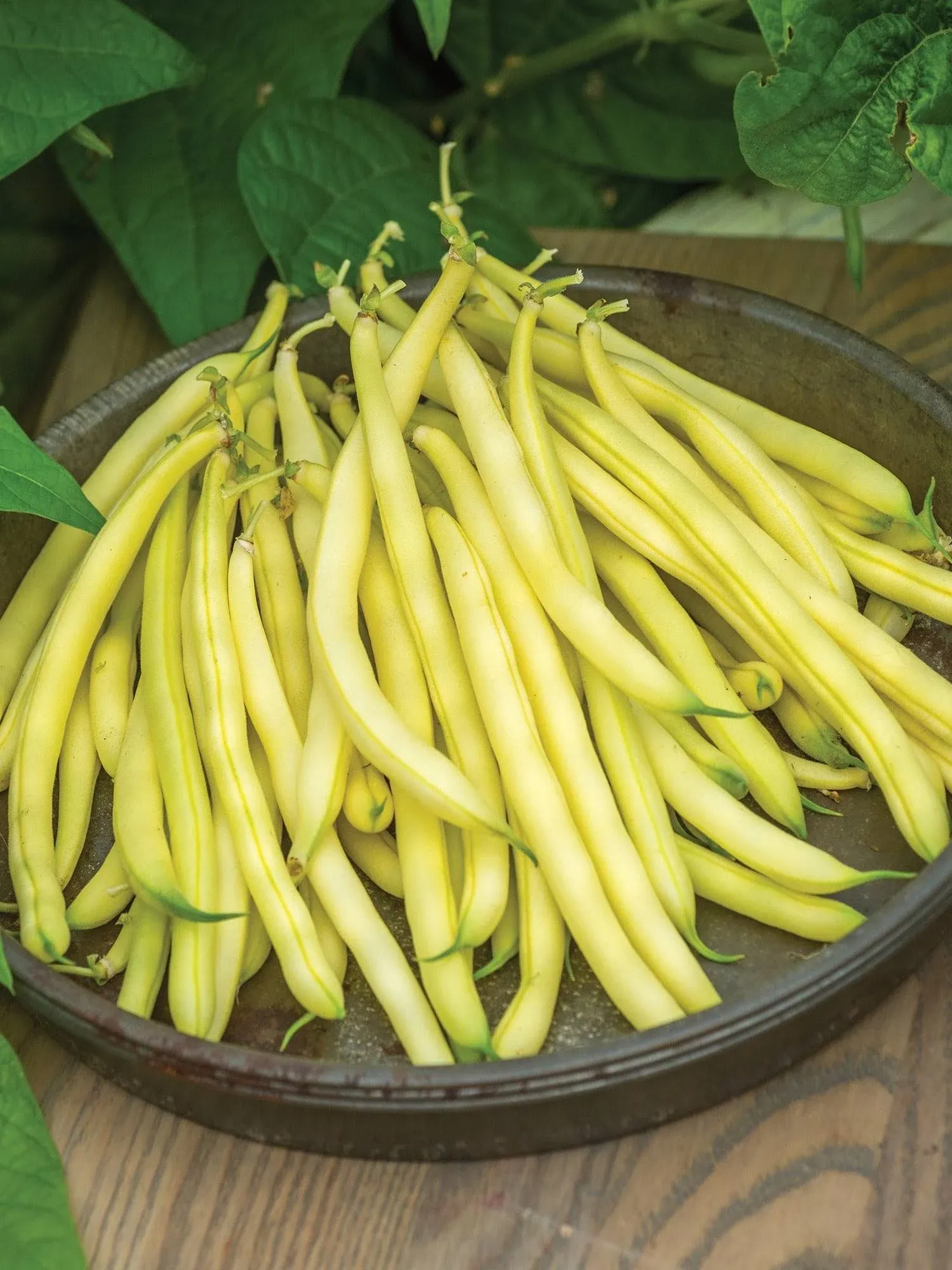 Burpee Gold Mine Bush Bean Seeds