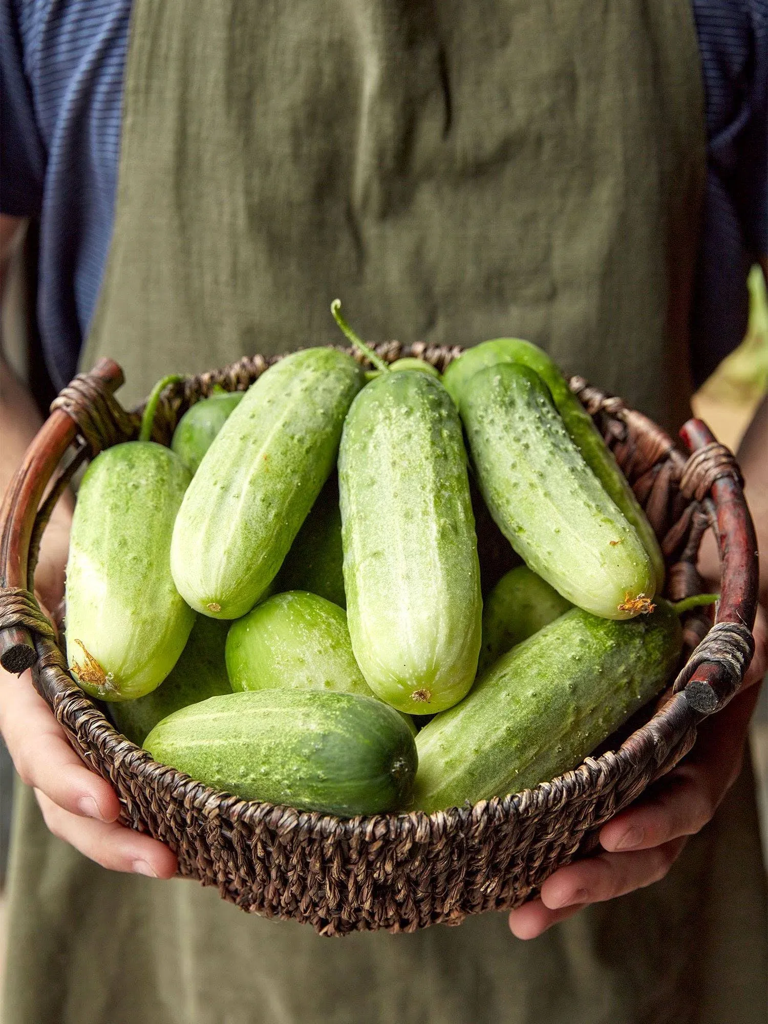 Burpee Pick-A-Bushel Cucumber Seeds