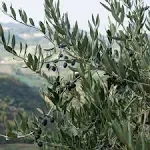 National Plant Network Olive Tree Grower Container