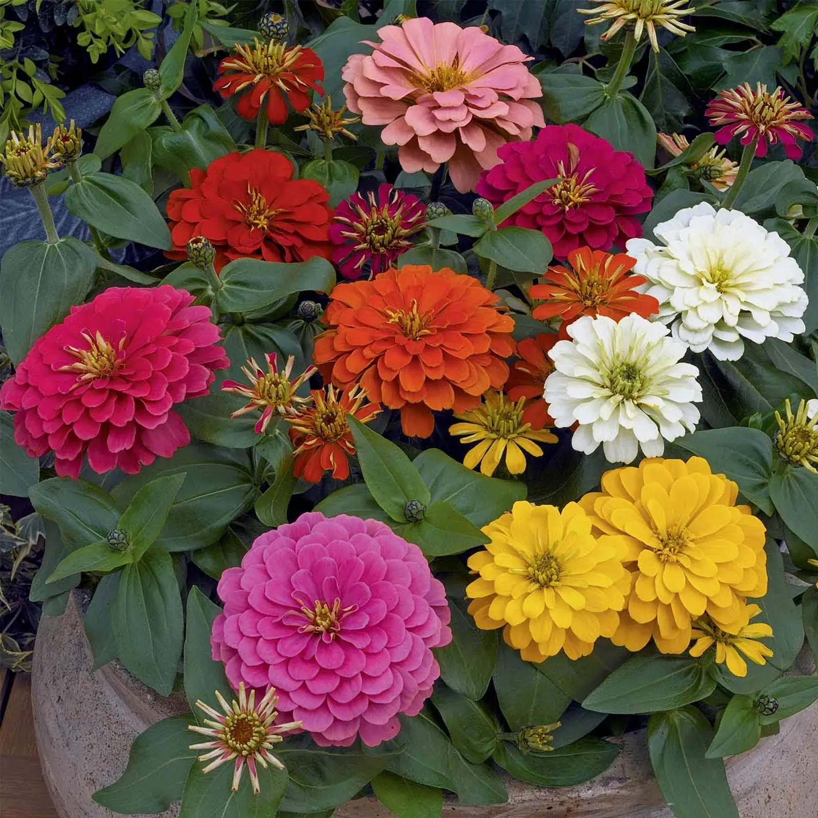 Zinnia Magellan Series Flower Garden Seeds