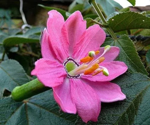 30 Banana Passion Fruit Seeds, Passionflower Maracuja, Banana Poka Seeds - 30 ...