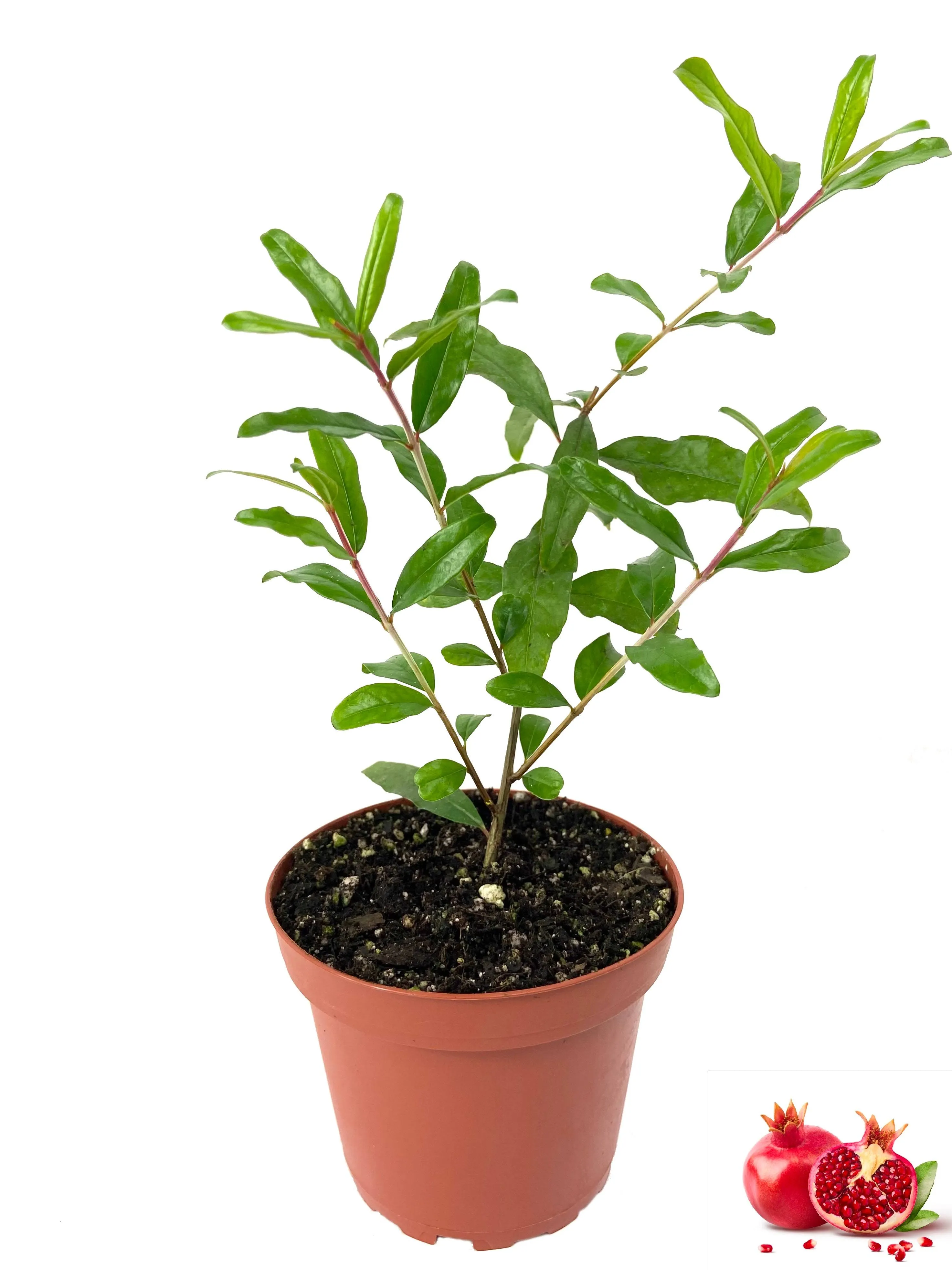 Pomegranate Tree - Live Plant in A 4 inch Growers Pot - Edible Fruit Bearing Tree ...