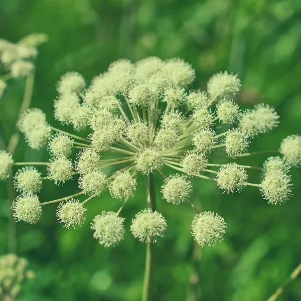 Angelica Herb Seeds