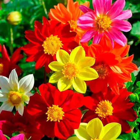 Dahlia Seeds - Mixed Mignon - 1/4 Pound, Flower Seeds, Eden Brothers