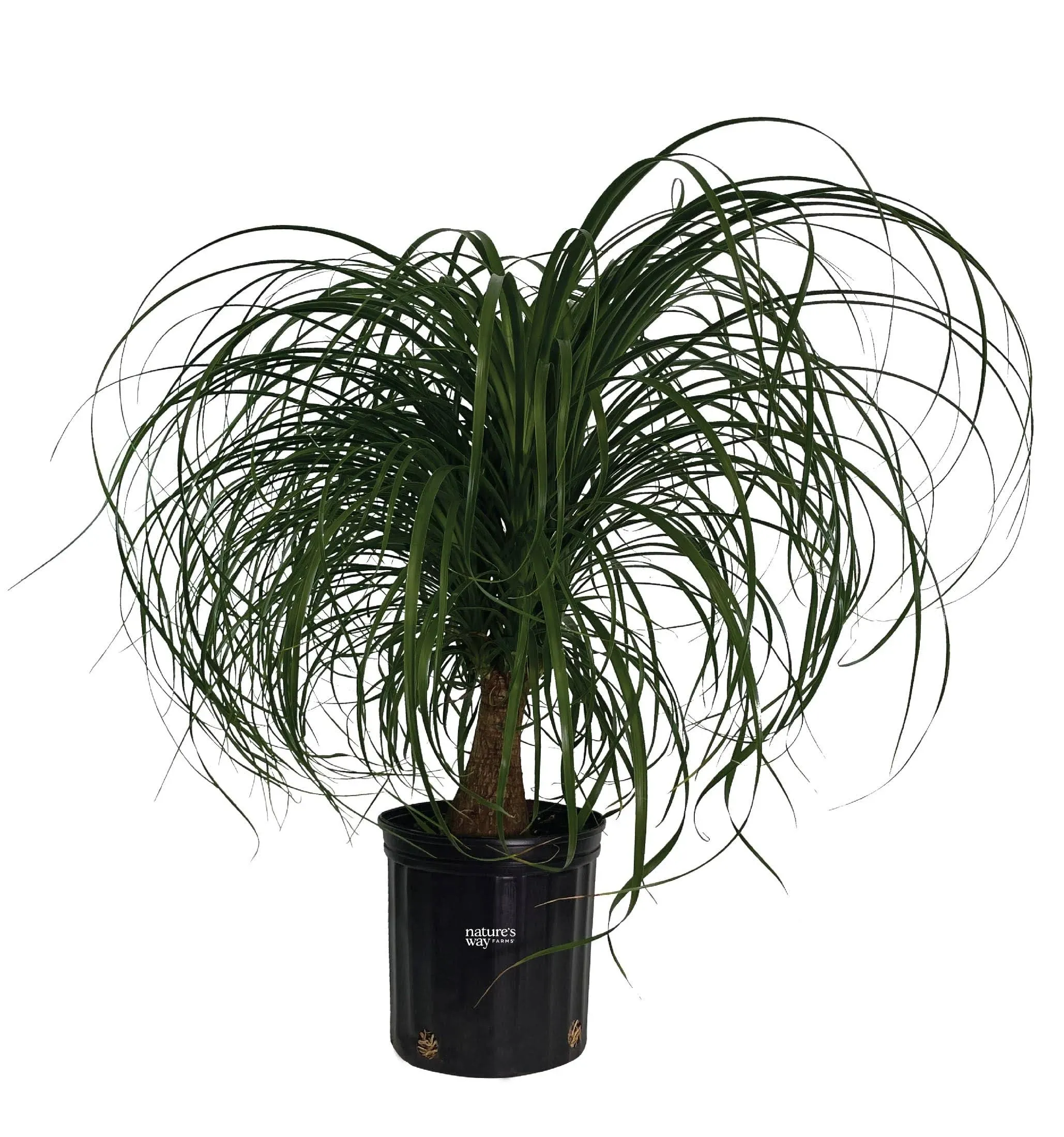 Nature's Way Farms Ponytail Palm Live Plant (25-30 Inches Tall) in Growers Pot, Green