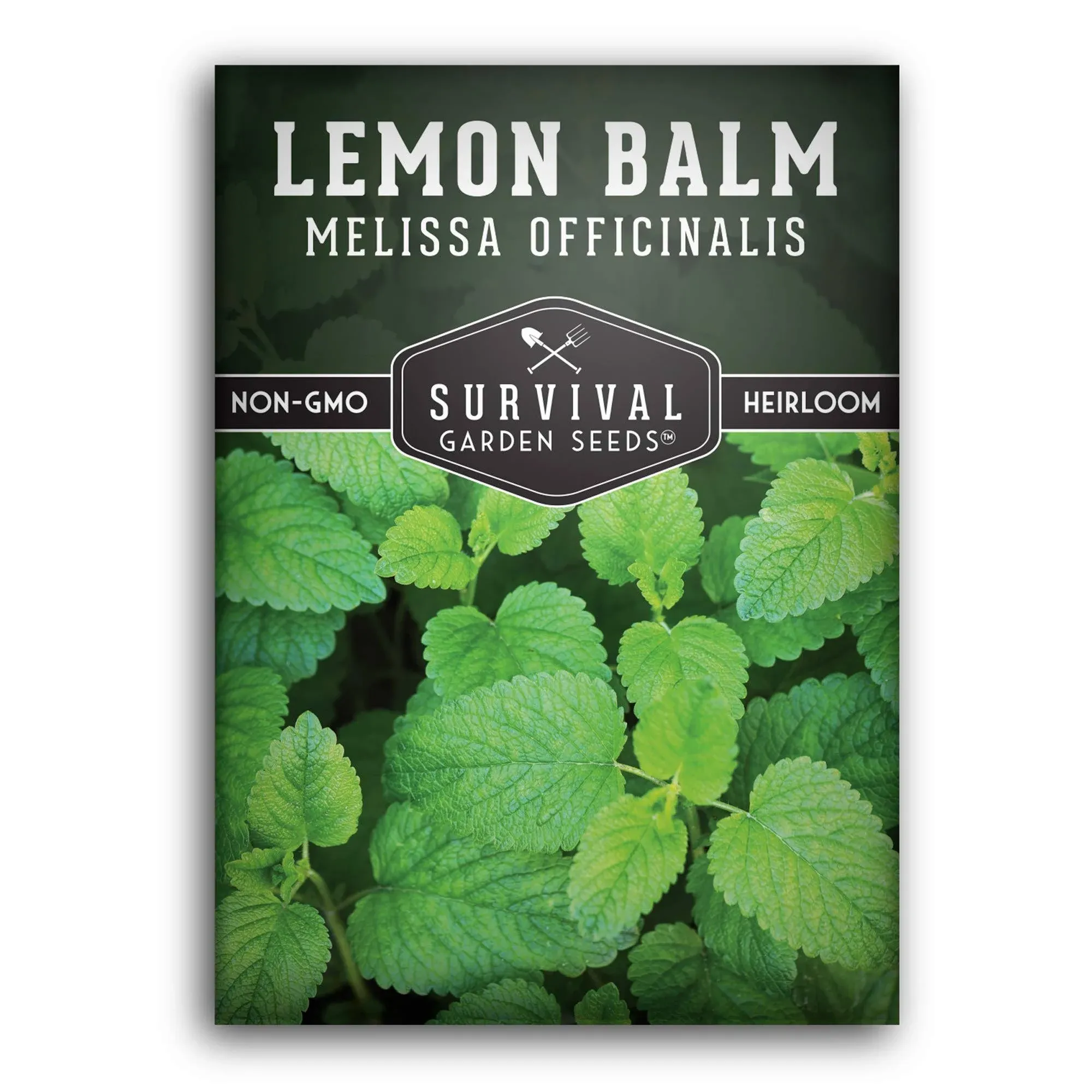 Lemon Balm Seed