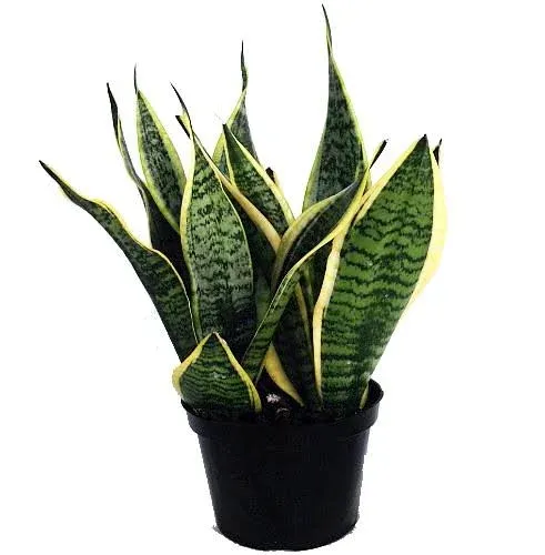 Futura Snake Plant, Mother-In-Law's Tongue, Barbershop Plant-Sanseveria - 6" Pot