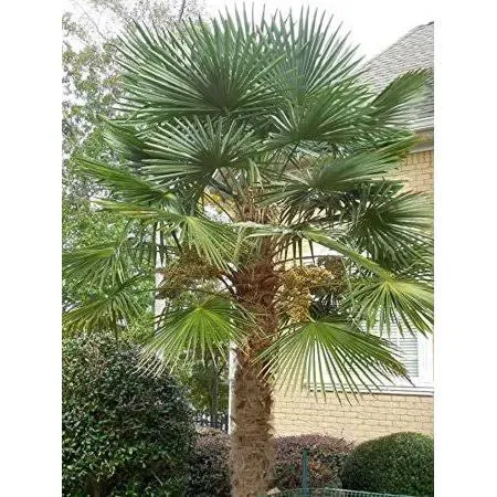 15 Seeds of Cold Hardy Windmill Palm Tree Seeds (Trachycarpus Fortunei)