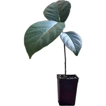 Jackfruit Artocarpus Heterophyllus Jack Fruit Seedling Plant Tree 8-13