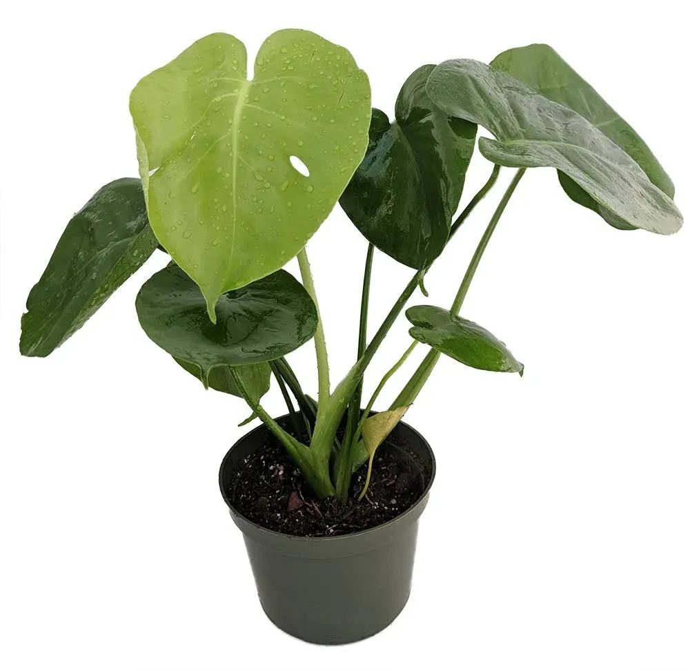 Sale -Hirt's Split Leaf Philodendron 4" Pot - Monstera - Edible Fruit Pineapple Taste