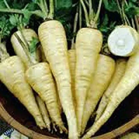 Parsnip, All American Parsnip Seeds, Heirloom, Non GMO, 200+ Seeds, Parsnip Seeds