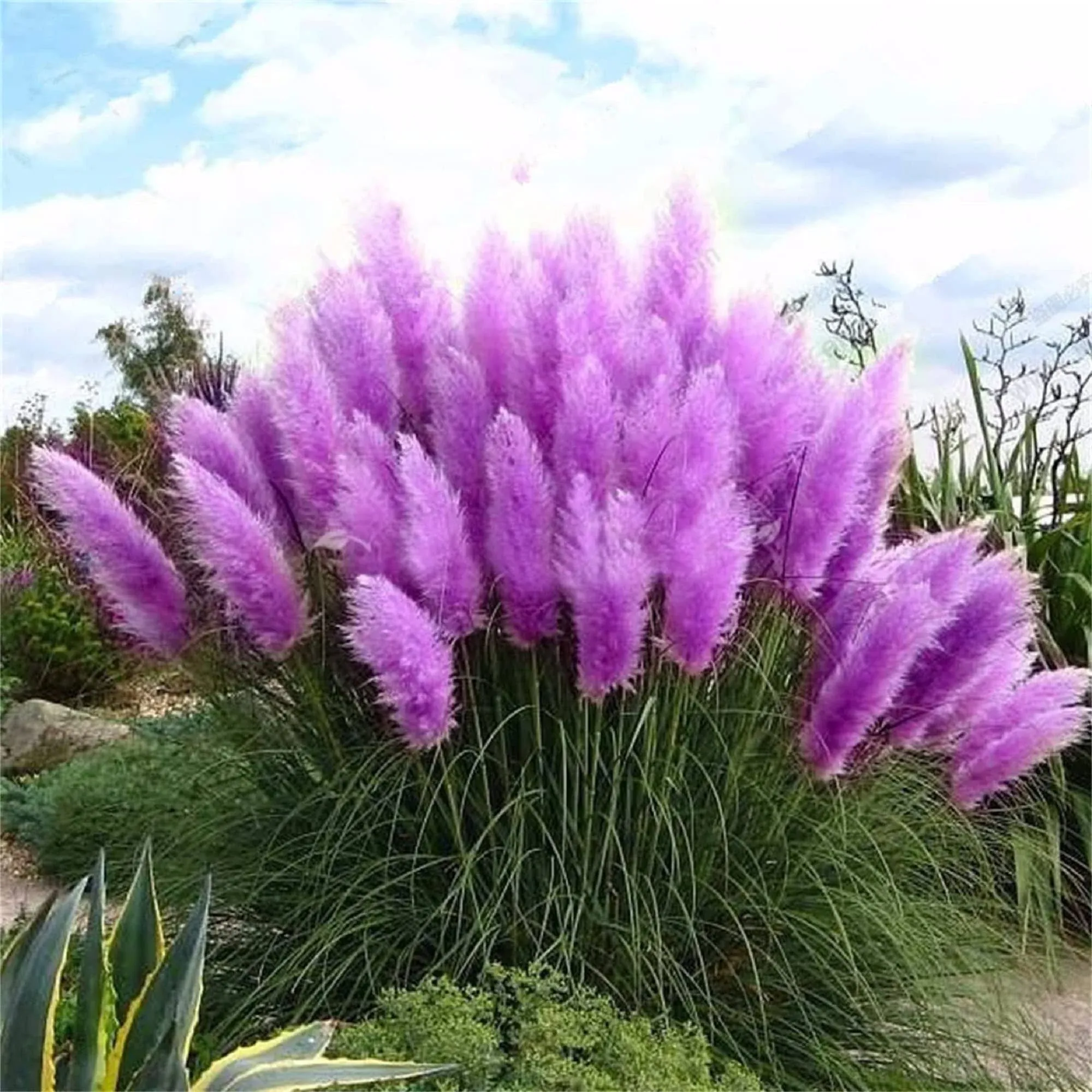 CHUXAY GARDEN Purple Pampas Grass Seed 200 Seeds Ornamental Grass Perennial Flowering Plant Fast Growing Privacy Screen Landscaping Rocks Striking Plants Great for Garden