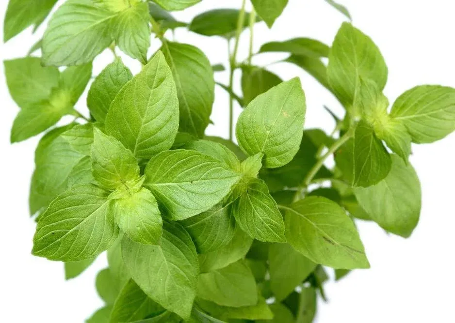 Lemon Sweet Basil