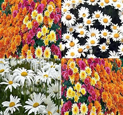 Big Pack - Chrysanthemum Species Mixed Seed (10,000+ Seeds) - Contains Painted Daisy, Garland Daisy, Ox-Eye Daisy, Alaska and Silver- Edible Flower Seeds (Big Pack - Chrysanthemum Mix)