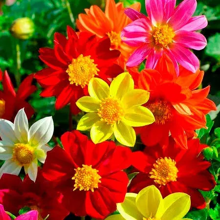 Bulk Dahlia Seeds - Mixed Mignon | Bulk Seed Store